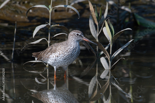 A common redshank  (Tringa totanus) seen in the wetlands near Airoli in New Bombay in Maharashtra, India photo