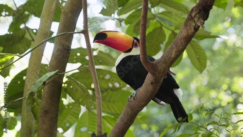 Exotic toco toucan bird in natural setting near Iguazu Falls, Brazil. 