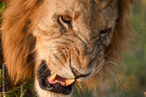 Portrait of a Male Lion photo