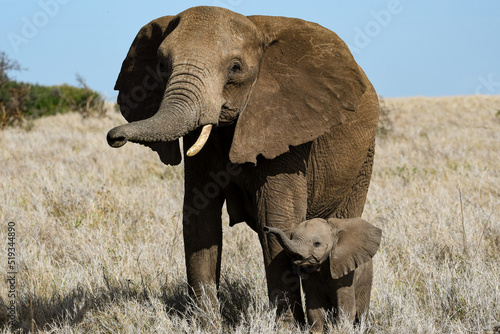Elephant Mother with Calf
