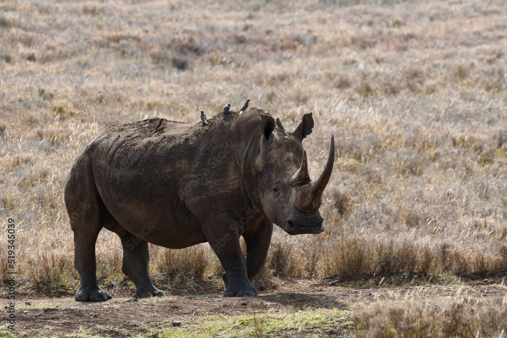 White Rhino with Oxpeckers on the African Savanna White Rhino with Oxpeckers on the African Savanna