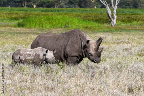 Profile of Black Rhino with Calf on Kenyan Savanna 