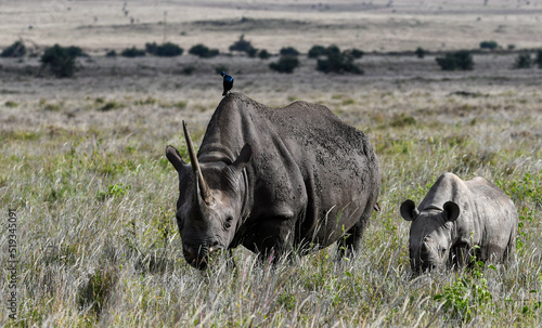 Black Rhino Mother with Calf on the Savanna Facing Camera
