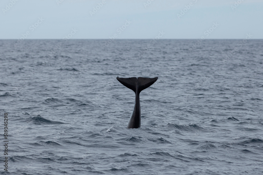 Fototapeta premium Long finned pilot whale tail out of water.