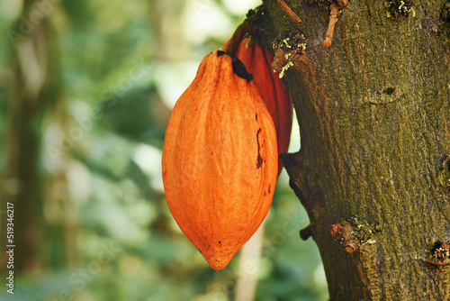 Orange pod with cocoa beans hanging on 'Theobroma Cacao' Cacao tree