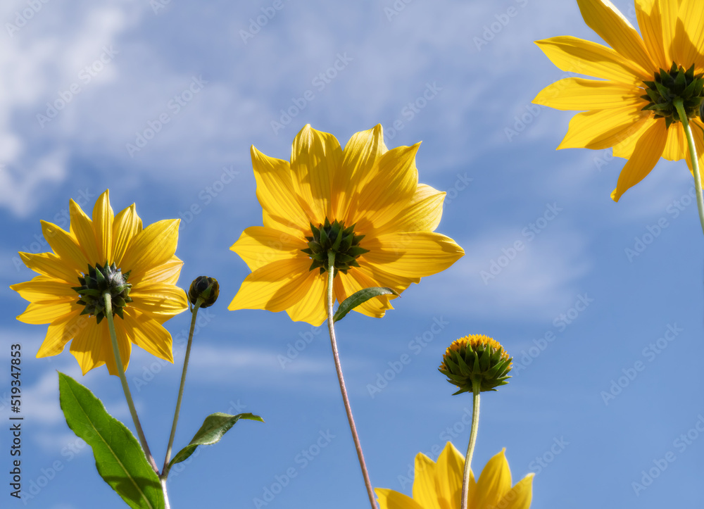 Summer Yellow Daisies against a blue sky background. 