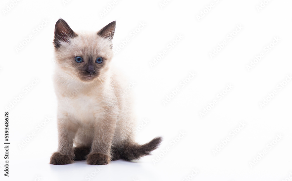 A small blue-eyed Thai or Siamese kitten. Isolation on a white background
