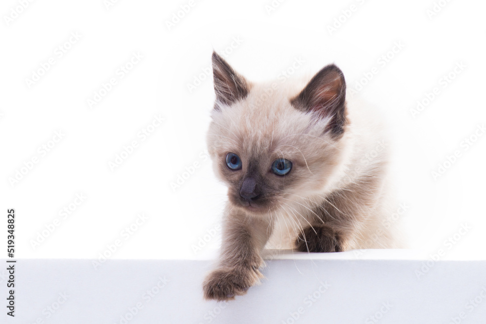 A small blue-eyed Thai or Siamese kitten climbs out of the box