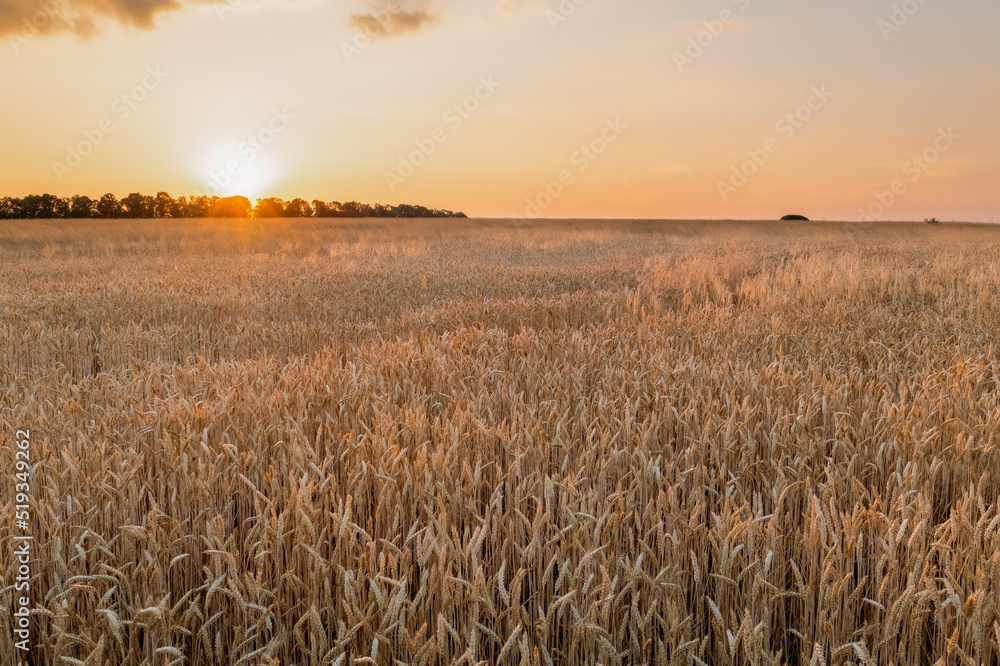 Field of wheat spikelets with the sun on the horizon during sunset. Ears of ripe elite wheat during harvest. Ripe wheat field with yellow ears at sunset, low angle.