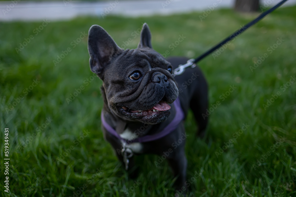 cheerful dog french bulldog of black color walks in the park on a leash