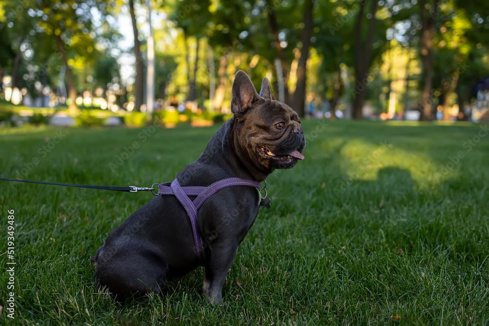 dog french bulldog in the park on the lawn complied with the command to sit with a collar and on a leash