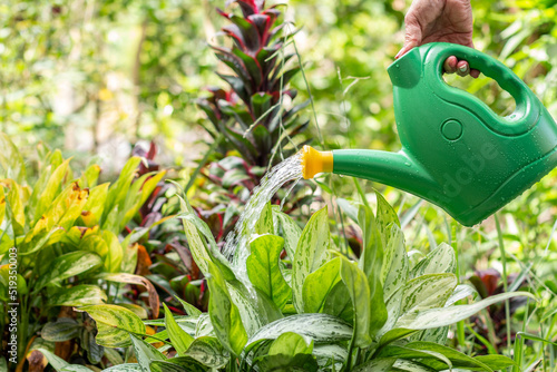 Watering plants in a lush garden with a green watering can. Gardening concept and plant care.