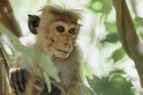 Photography Monkey portrait