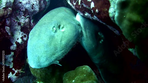 Bamboo shark (Chiloscyllium griseum) bitting each other, mating photo