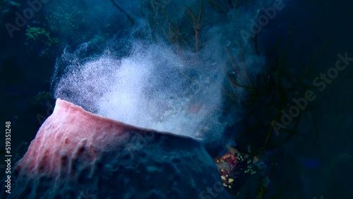 Rare! Barrel sponge (Callyspongia sp.) spawning