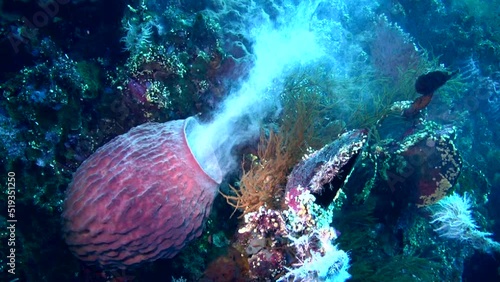 Rare! Barrel sponge (Callyspongia sp.) spawning photo