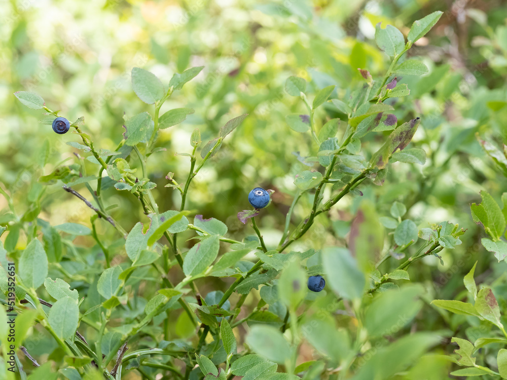 Detail of wild blueberry shrubs growing in forest, healthy blue ripe fruits redy to eat Detail of wild blueberry shrubs growing in forest, healthy blue ripe fruits redy to eat