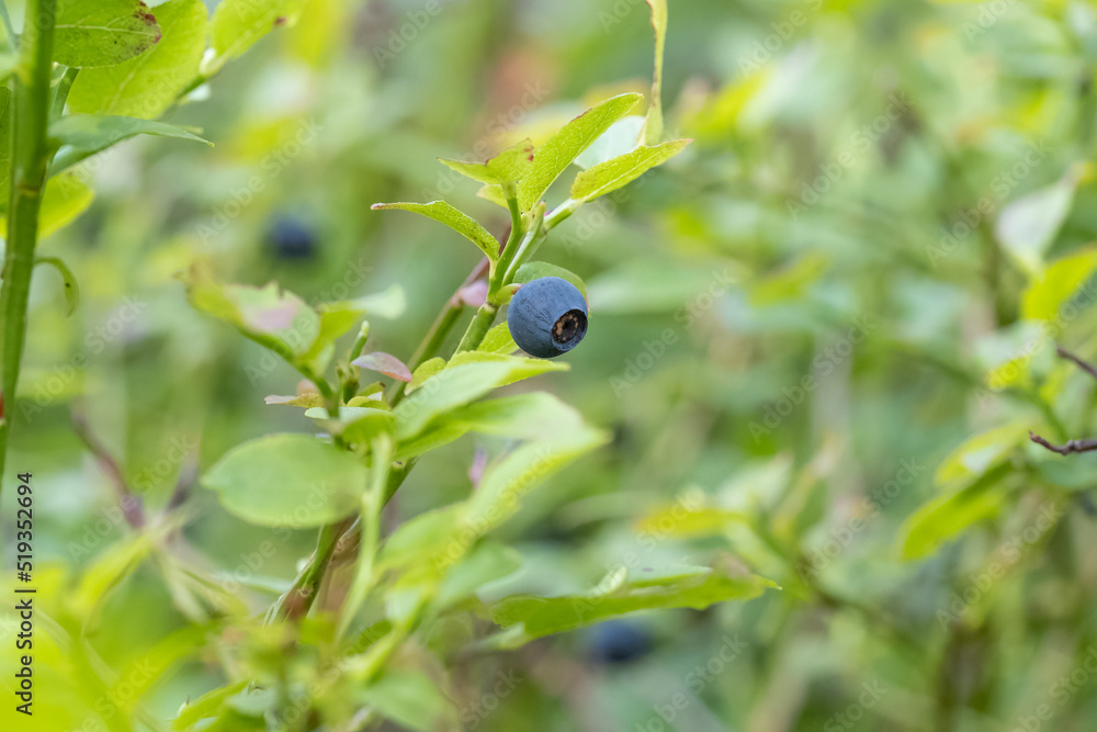Detail of wild blueberry shrubs growing in forest, healthy blue ripe fruits redy to eat Detail of wild blueberry shrubs growing in forest, healthy blue ripe fruits redy to eat