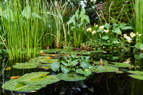 Beautiful classical garden fish pond with blooming water lilies