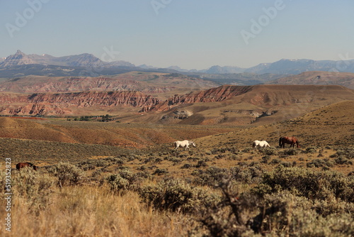 cover shot of wild horses in wyoming