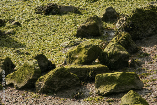 lichen on the rock