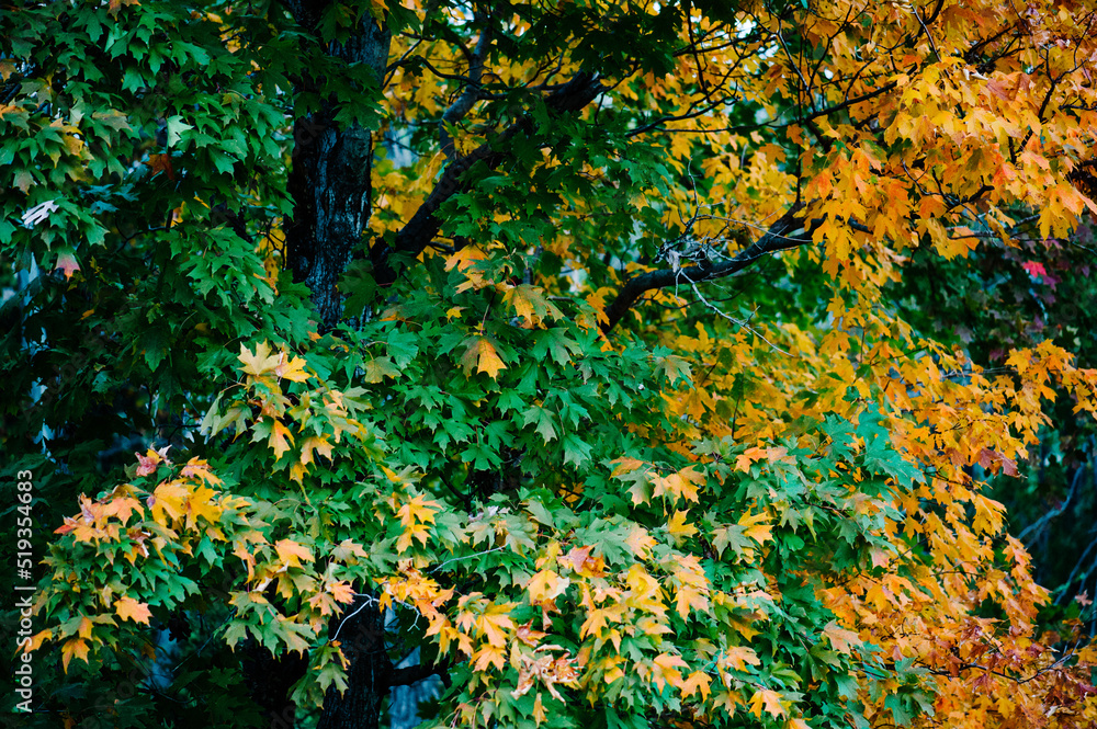 Green and yellow fall leaves Green and yellow fall leaves