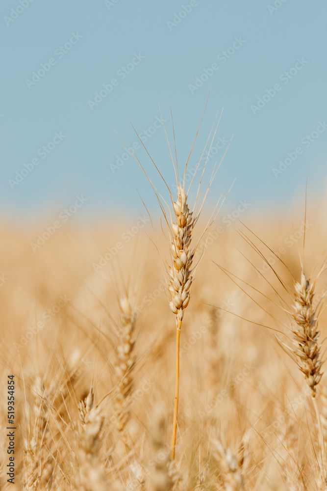 head of wheat head of wheat