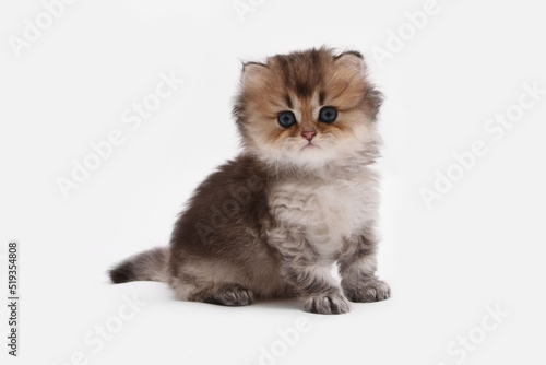 Принти на полотні British longhair kitten on white background with green leaves