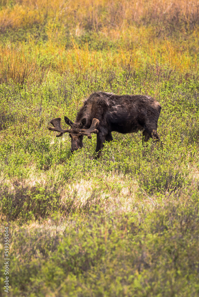Male Moose eating grass Male Moose eating grass