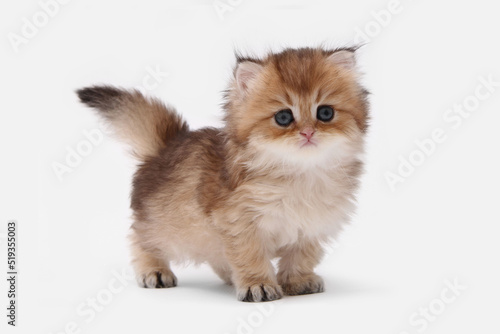 Fotografie British longhair kitten on white background with green leaves