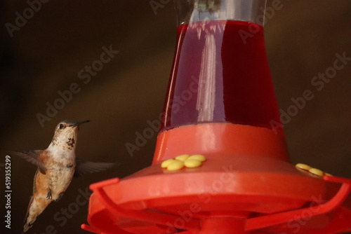 hummingbird in flight