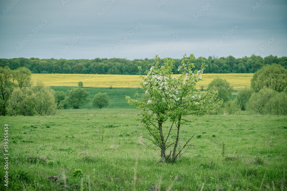 Scenic view of an agricultural field and a lonely blooming apple tree.