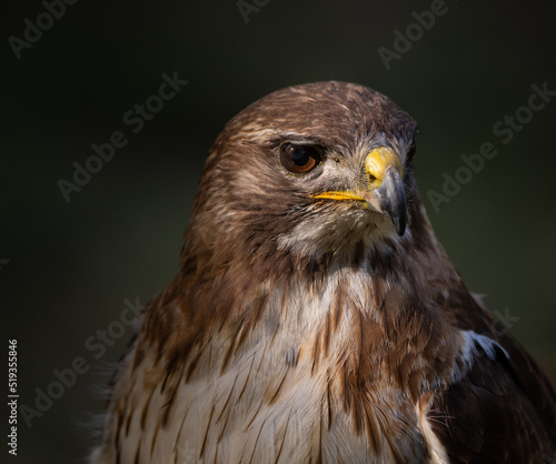 Round Wing Eagle (Buteo buteo) also known by (Aguia de asa redonda), close up portrait of this beautiful bird of prey, Portugal.