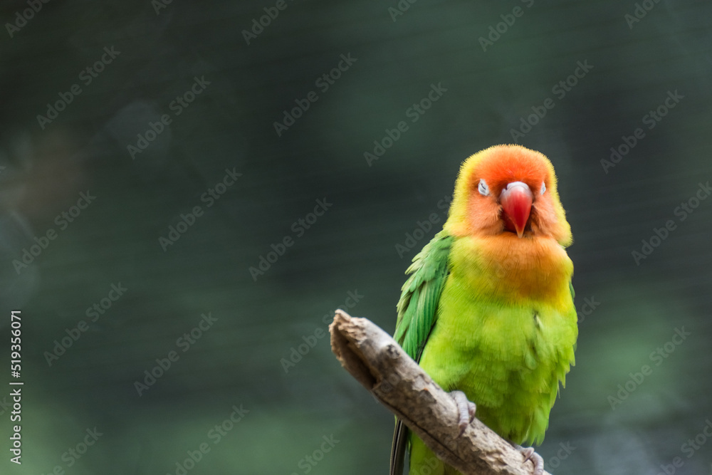Obraz premium single colorful dear lilians lovebird sitting on a bench