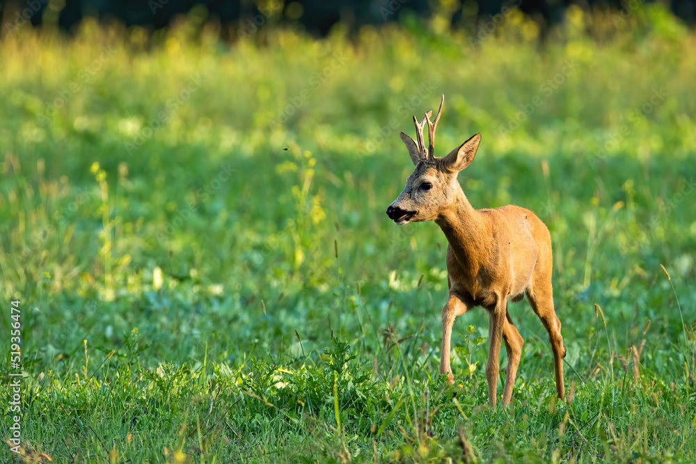 Roe deer, capreolus capreolus, walking on meadow in summer with copy space. Brown buck approaching on green field in sunlight. Antlered animal moving on grassland.