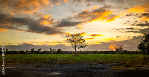 Panoramic view of isolated tree at sunset