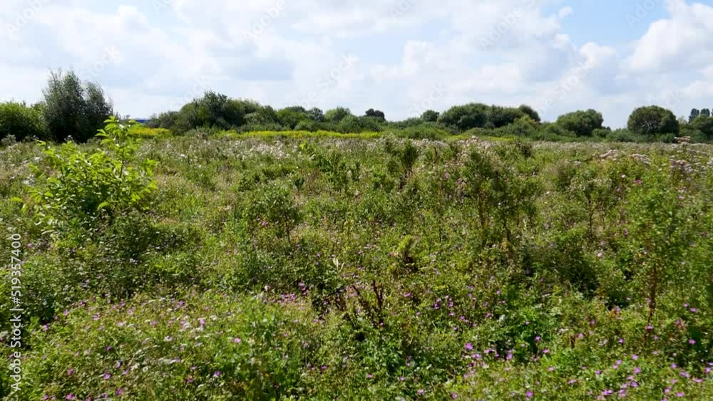 flowers field meadows. Walking through summer meadow, field of flowers, enjoying daisies, lupins and other wildflowers waving in the wind. flowers field meadows. Walking through summer meadow, field of flowers, enjoying daisies, lupins and other wildflowers waving in the wind.