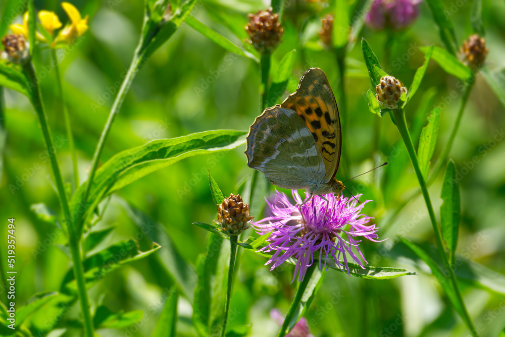 Silver-washed Fritillary butterfly (Argynnis paphia) sitting on pink flower in Zurich, Switzerland Silver-washed Fritillary butterfly (Argynnis paphia) sitting on pink flower in Zurich, Switzerland