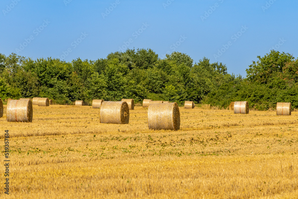 Endless field with round bales of straw against the blue summer sky. Selective focus. Field after harvesting wheat. Close-up of golden straw bales. Nature concept for design.