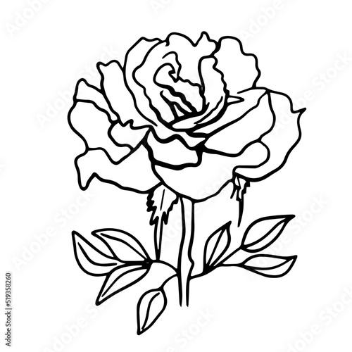 Rose bud. Doodle vector illustration