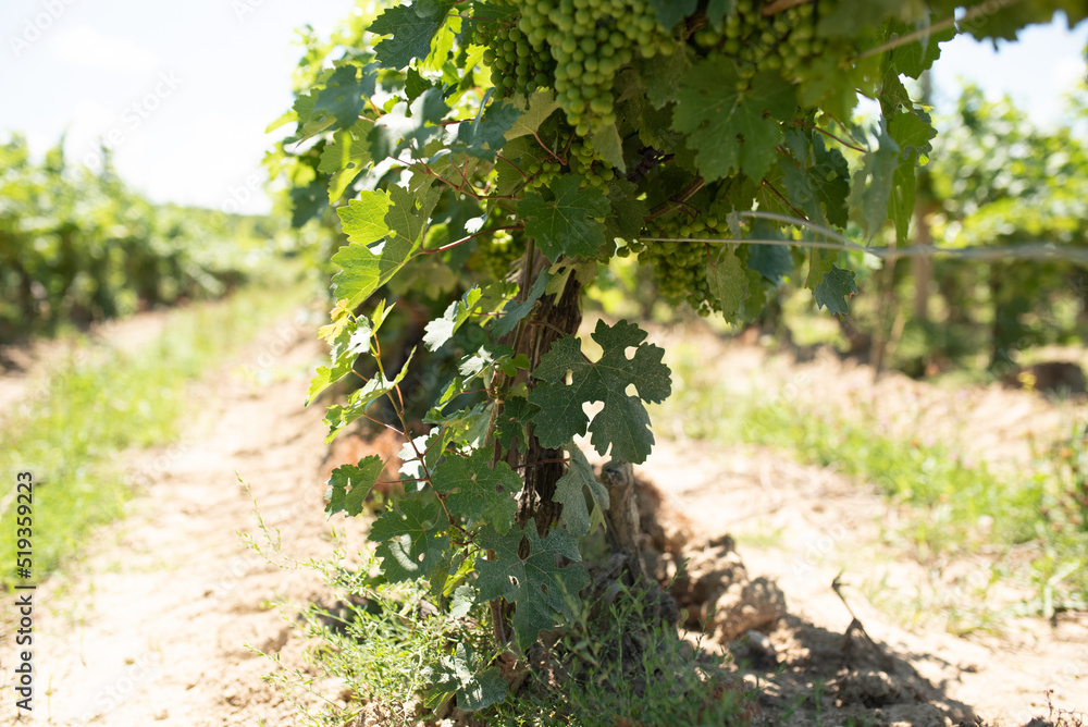 Close up view of grapevines in a vineyard