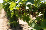 Close up view of grapevines in a vineyard rows