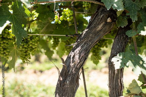 abide with me, vineyard, vine grapes, remain in me