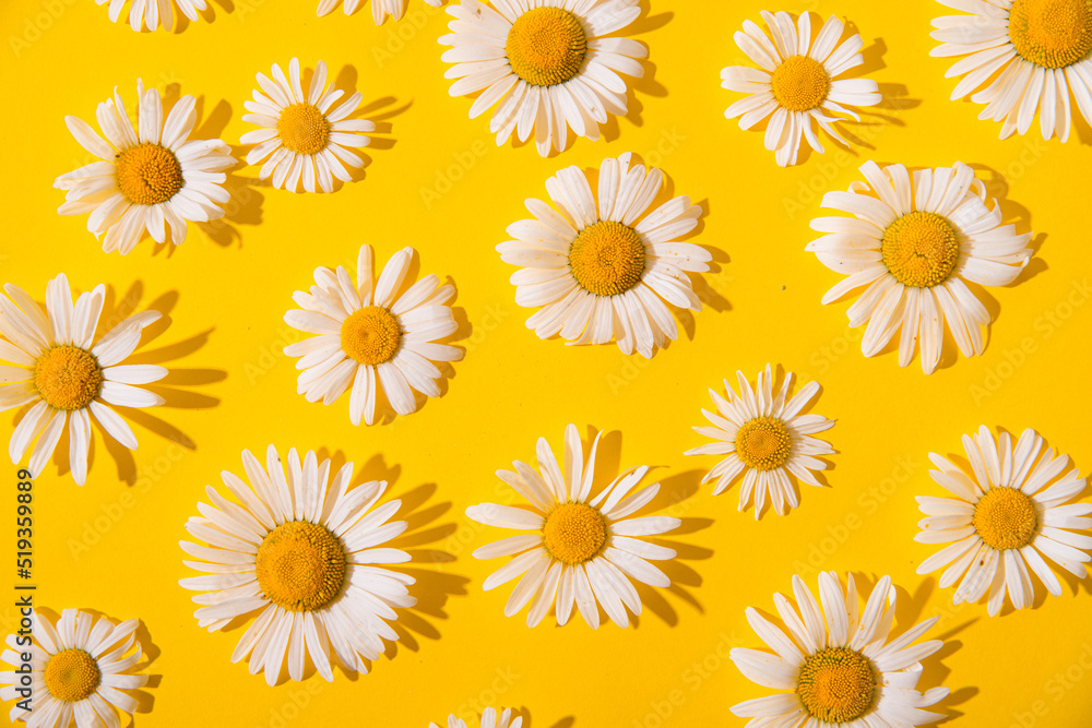 summer daisies on a yellow background summer daisies on a yellow background