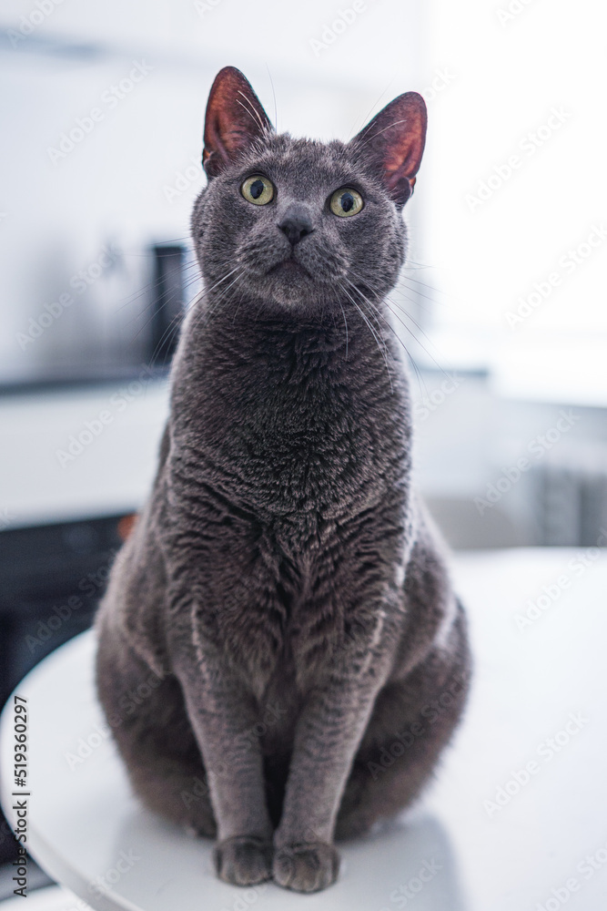 Beautiful russian blue cat looks up and 