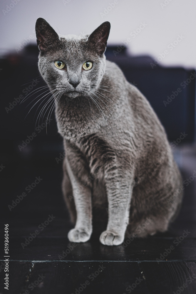 Beautiful Russian blue cat on the floor