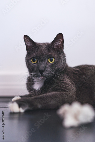 Russian blue cat with white neck and white tips of paws  © Zane