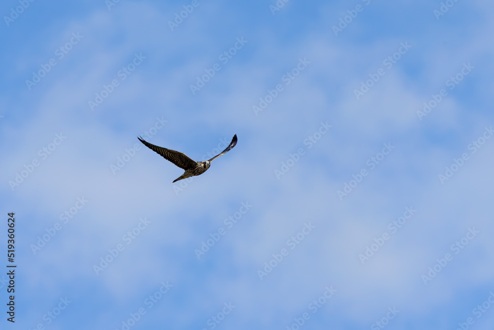 The peregrine falcon (Falco peregrinus). Young female on the hunt. The peregrine falcon (Falco peregrinus). Young female on the hunt.