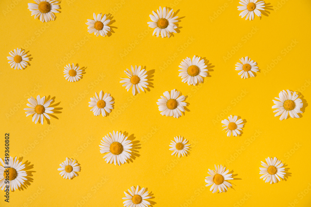 summer daisies on a yellow background summer daisies on a yellow background