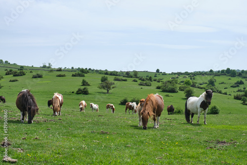 ponies in the pastures of the Sierras de Urbasa and Andia, Navarra, Spain
